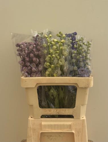 Delphinium dubbelbloemig gemengd