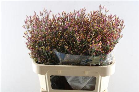 Limonium sinensis Scarlet Diamond