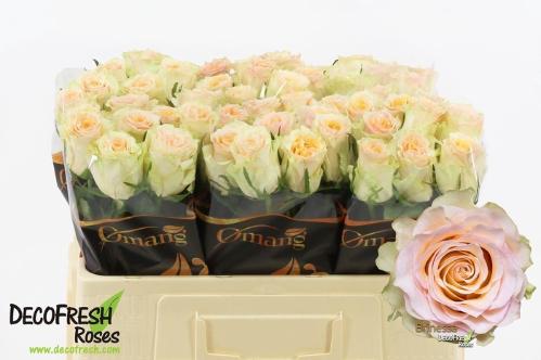 Rosa grootbloemig Brinessa