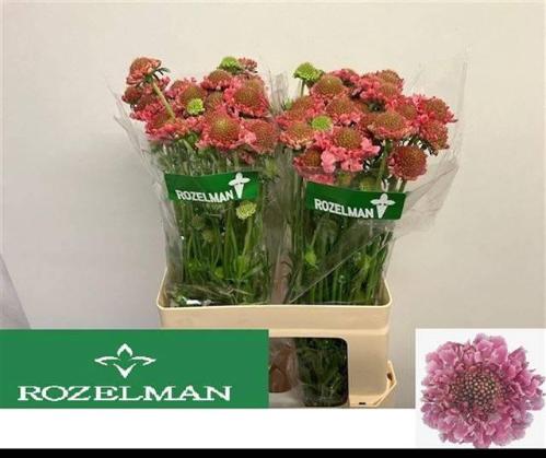 Scabiosa atropurpurea Candy Scoop