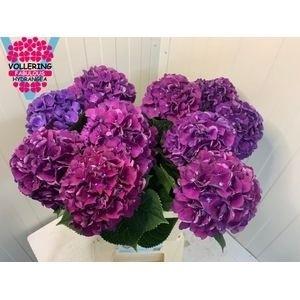 Hydrangea macrophylla Royal King