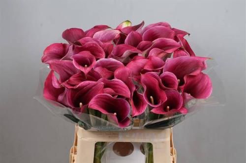 Zantedeschia 'Captain Promise'