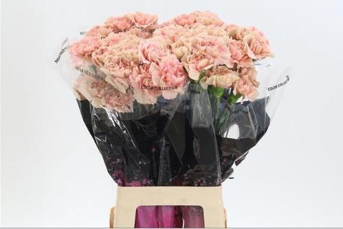 Dianthus standaard Caramel