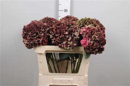 Hydrangea macrophylla Magical Ruby Glow (classic)