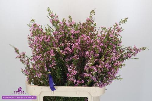 Chamelaucium uncinatum 'Kerryn'