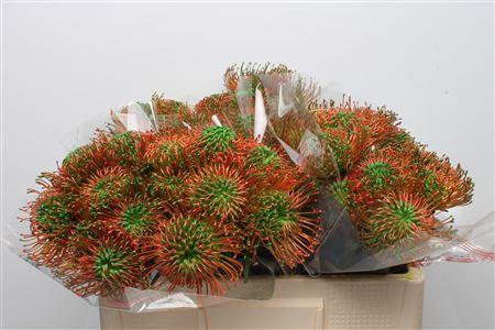 Leucospermum 'Naomi' kleurbehandeld H%
