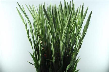 Gladiolus grootbloemig 'Fortarosa'