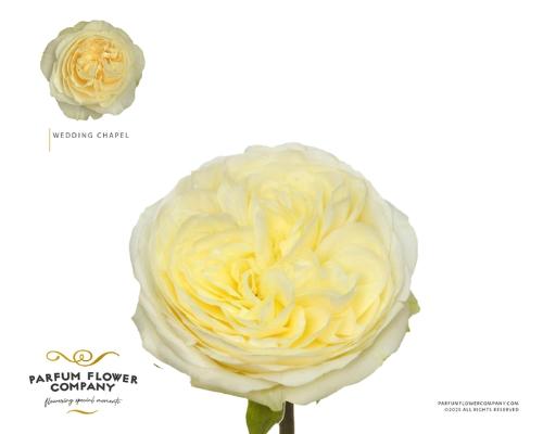 Rosa grootbloemig Whitechapel!