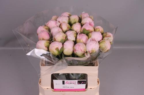 Paeonia Lactiflora Grp 'Pillow Talk'