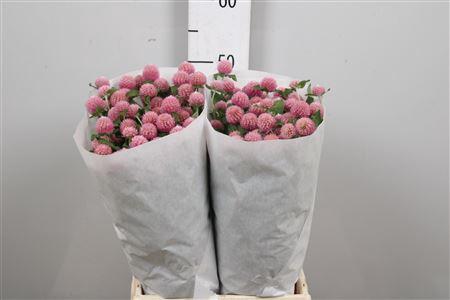 Gomphrena globosa overig