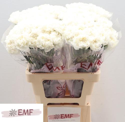 Dianthus standaard 'Holly'