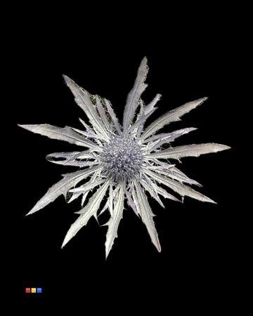Eryngium alpinum kleurbehandeld H%