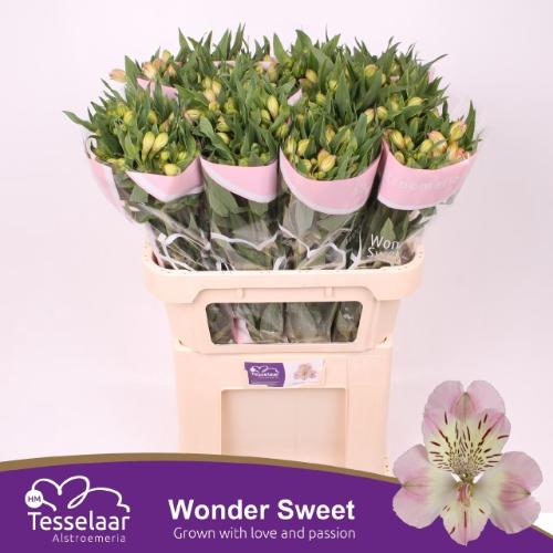 Alstroemeria Wonder Sweet