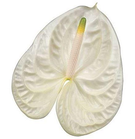 Anthurium Andreanum Grp Moments