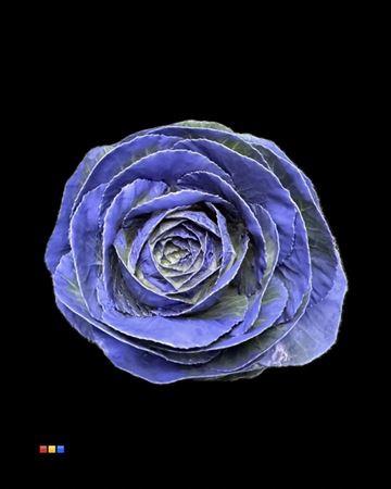 Brassica oleracea kleurbehandeld H%