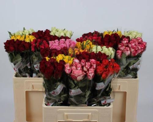 Rosa kleinbloemig gemengd in fust