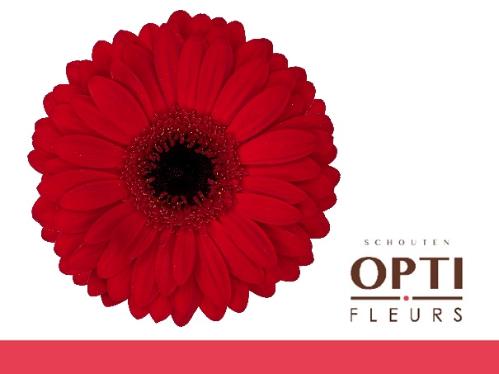 Gerbera grootbloemig Beauty