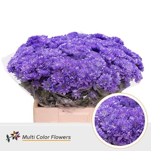 Chrysanthemum Indicum Grp tros kas kleurbehandeld H%