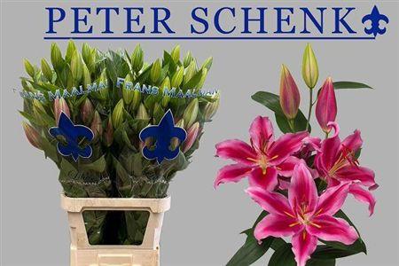Lilium Oriental Grp 'Peter Schenk'