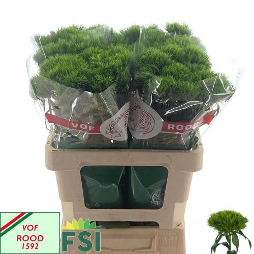 Dianthus barbatus Green Wicky