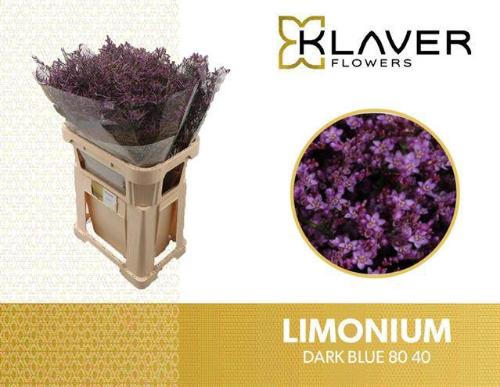 Limonium Safora Dark Blue