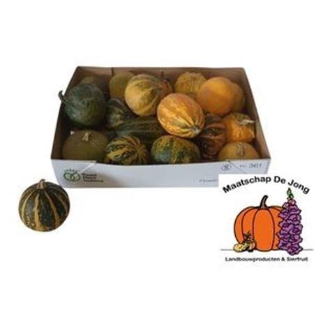 Siervruchten per stuk Cucurbita pepo gemengd