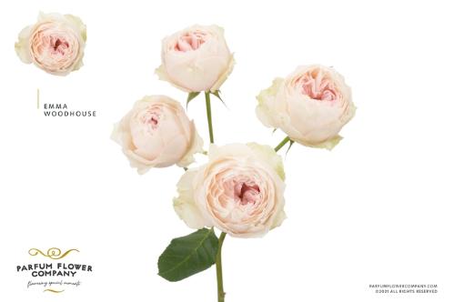 Rosa tros overig