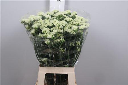Limonium sinuatum Starlight Wings