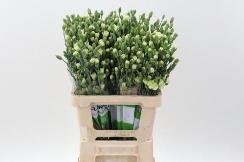 Dianthus tros Parsley+