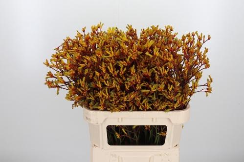 Anigozanthos 'Sun Gold'