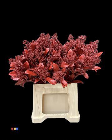 Skimmia per bos overig kleurbehandeld H%