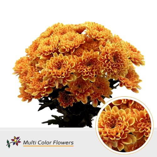 Chrysanthemum Indicum Grp tros kas kleurbehandeld H%