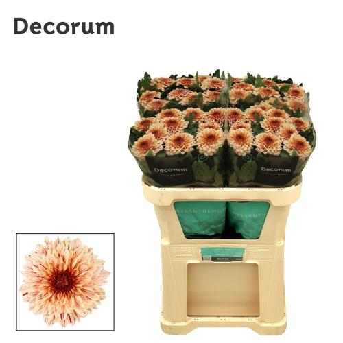 Chrysanthemum Indicum Grp geplozen Pip Salmon