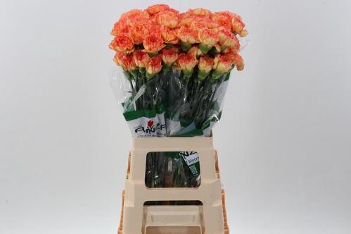 Dianthus standaard Boiro