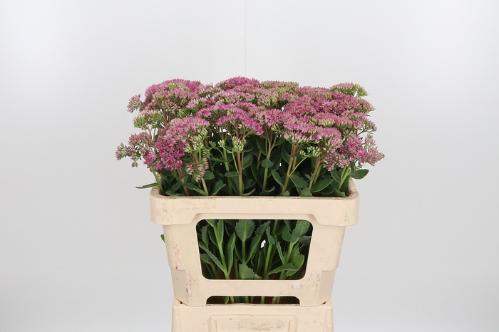 Sedum telephium 'Munstead Dark Red' 