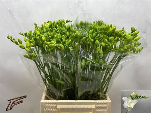 Freesia dubbelbloemig 'Volante'