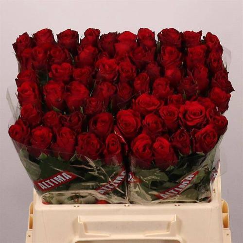 Rosa grootbloemig Upper Class
