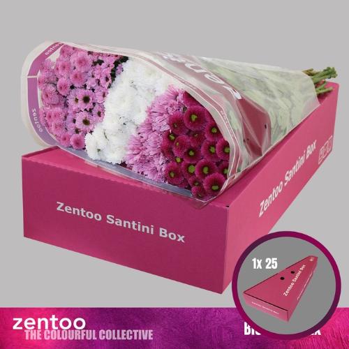 Chrysanthemum Indicum Grp tros santini gemengd