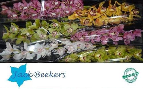 Cymbidium grootbloemig per tak gemengd