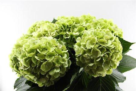 Hydrangea macrophylla 'Verena' (classic)