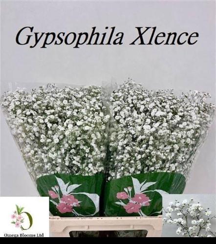 Gypsophila paniculata Xlence