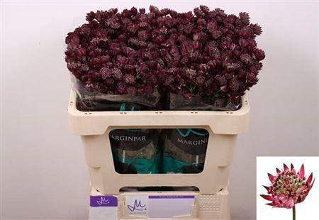 Astrantia major 'Star Of Love'