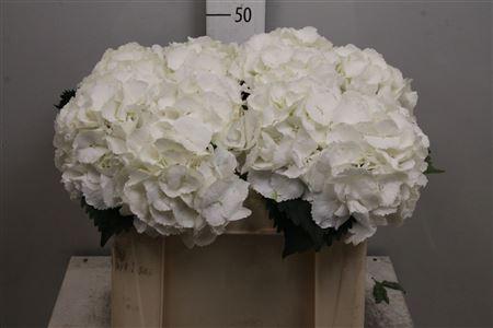 Hydrangea macrophylla 'Schneeball'