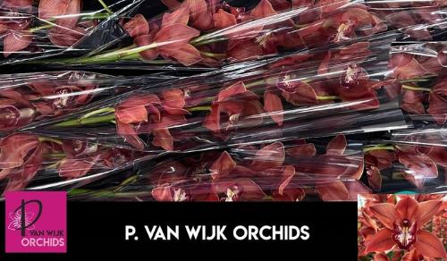 Cymbidium grootbloemig per tak 'Princess Fredericka'