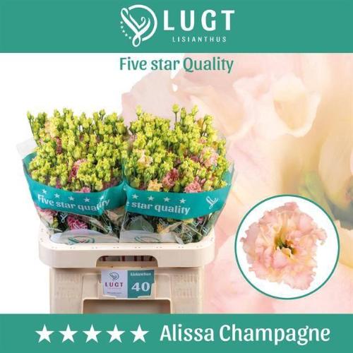 Eustoma russellianum gevuldbloemig 'Alissa Champagne'