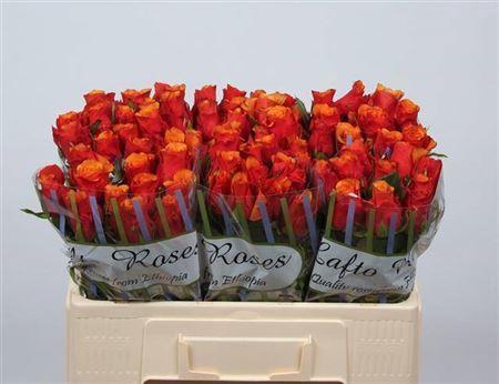 Rosa grootbloemig Espa