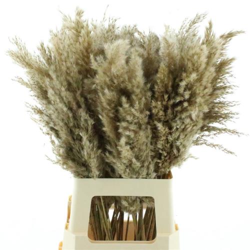Cortaderia overig