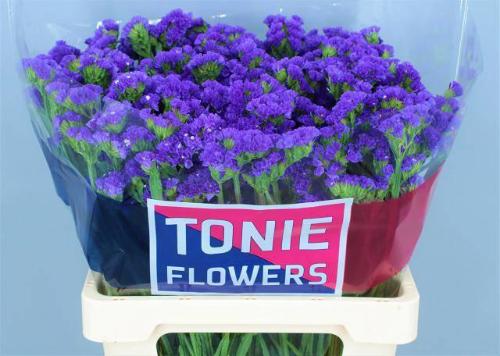Limonium sinuatum 'Crystal Dark Blue'