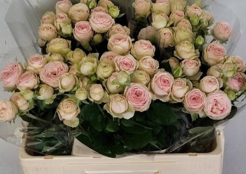 Rosa tros Sweet Giselle!