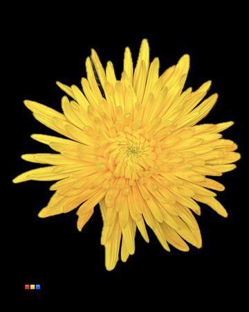 Chrysanthemum (Indicum Grp) geplozen Topspin kleurbehandeld H%